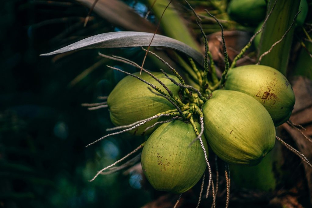 pexels-photo-1424457-1424457 Close-up view of green coconuts on a palm tree in Ko Pha-ngan, Thailand, showcasing tropical flora.