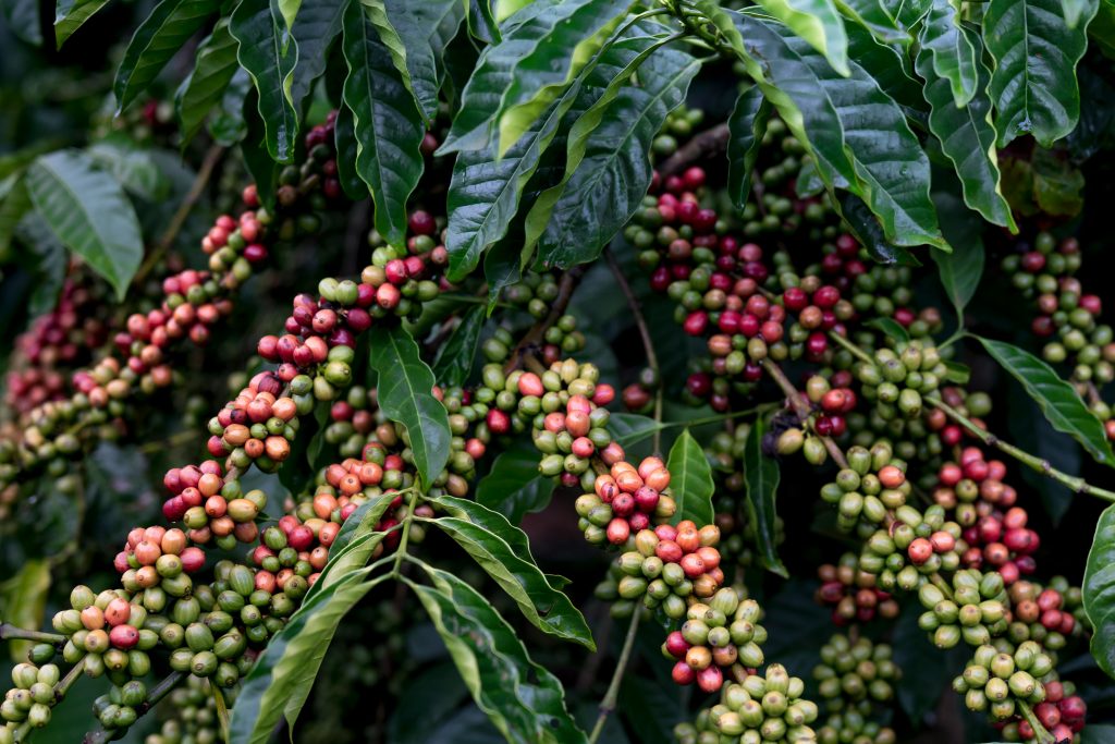 pexels-photo-2131720-2131720 Close-up of ripening coffee berries in various stages on lush green branches.